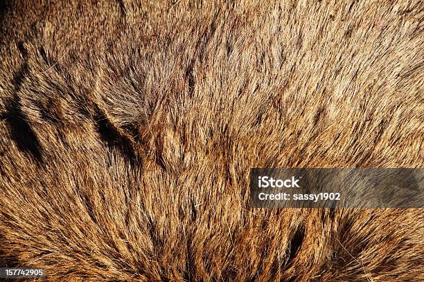 Foto de Elk Ocultar Detalhe e mais fotos de stock de Veado - Veado, Animais caçando, Animal