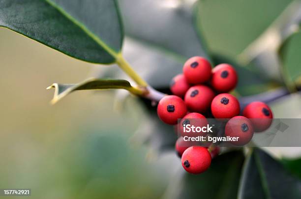 Holly Beeren Stockfoto und mehr Bilder von Baum - Baum, Beere - Obst, Bildschärfe