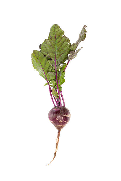 cavolo rapa - kohlrabi turnip cultivated vegetable foto e immagini stock