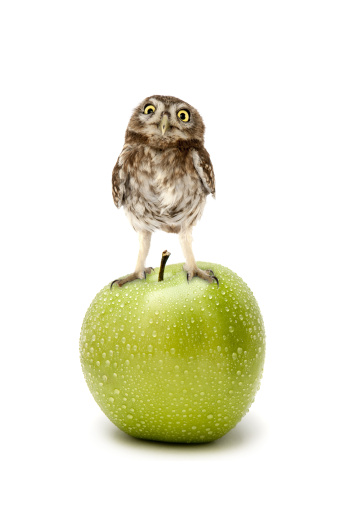 Little Owl placed on a green apple