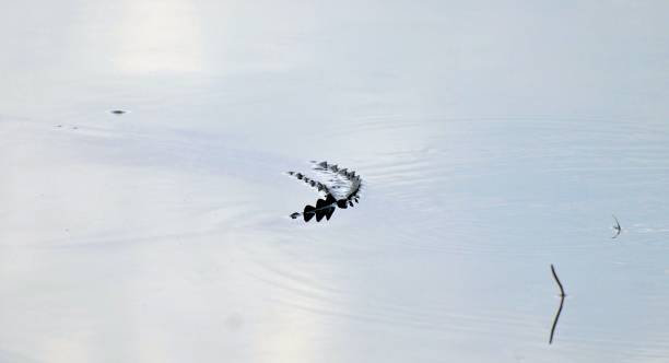 istock Piece of Alligator Tail 1577431788