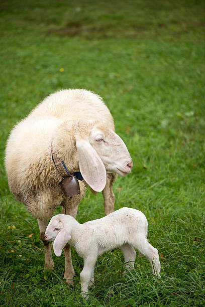 Sheep mother and lamb Sheep mother and lamb. sheep flock stock pictures, royalty-free photos & images