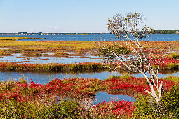 Marsh plants on the Assateague Island causeway are turning a brilliant red and orange providing a beautiful Autumn landscape.