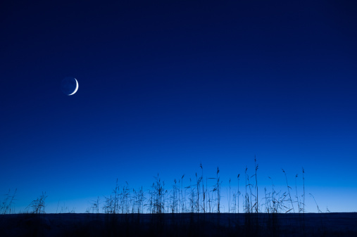 Crescent new moon in the blue twilight sky. Common reeds (Phragmites australis) in the foreground.