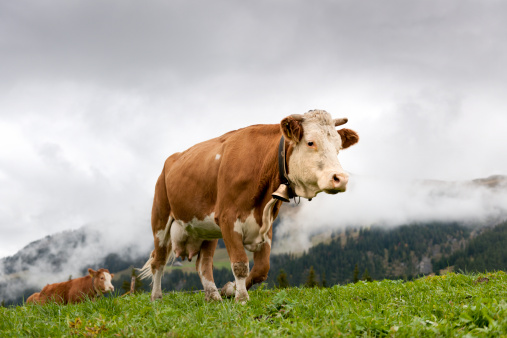 Simmental cows walking on alp in Lenk, Bernese Oberland Switzerland, at cloudy sky