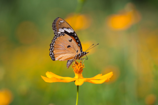 Fritillary butterfly on an orange Cosmos flower in a meadow. Very shallow depth of field. Focus flat on to the side of the butterfly with it's wings raised. Good copy space.