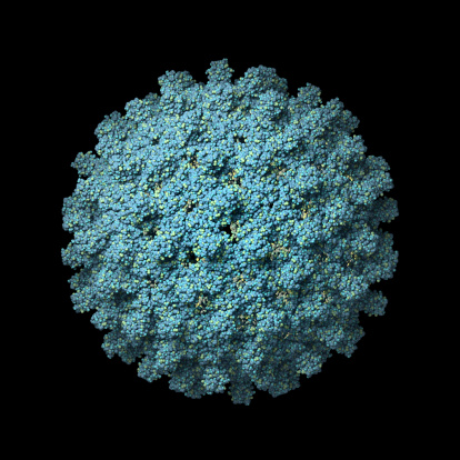 Model of a human Hepatitis B disease virus capsid.
