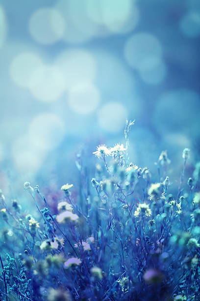 istock Winter colored nature bokeh background 157743654