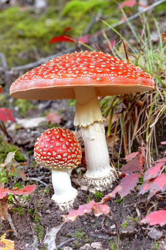 fly agaric mushrooms (amanita muscaria) in forest