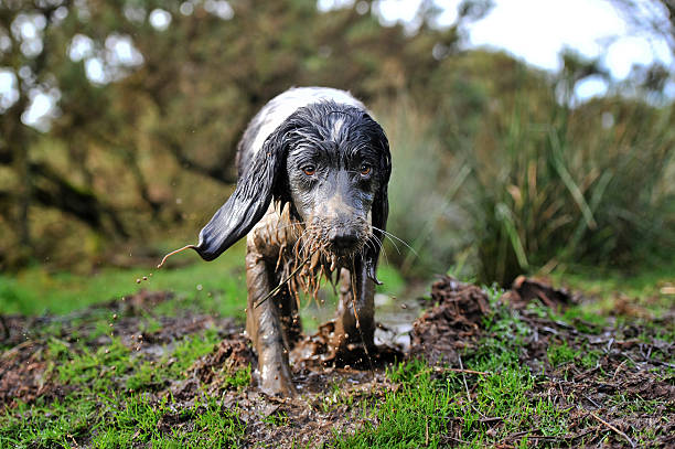 lama ímã - raining cats and dogs - fotografias e filmes do acervo