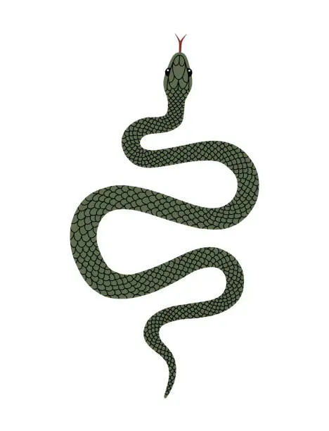 Vector illustration of Vector hand-drawn illustration of green Snake top view. Isolated on white background