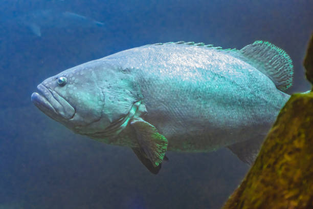 istock Colorful Giant Grouper Waikiki Oahu Hawaii 1577450657