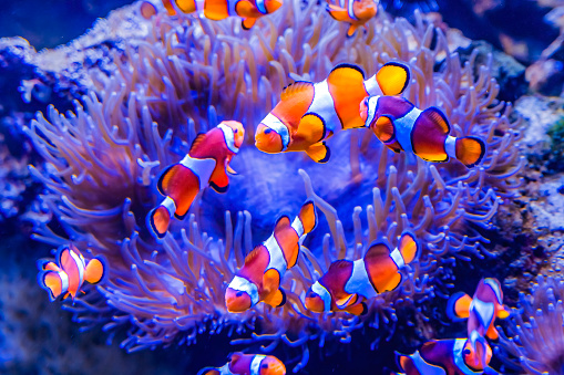 Reef tank, marine aquarium. Blue aquarium full of fishes and plants. Tank filled with water for keeping live underwater animals. Gorgonaria, Clavularia. Zoanthus. Zebra apogon. Zebrasoma. Percula.