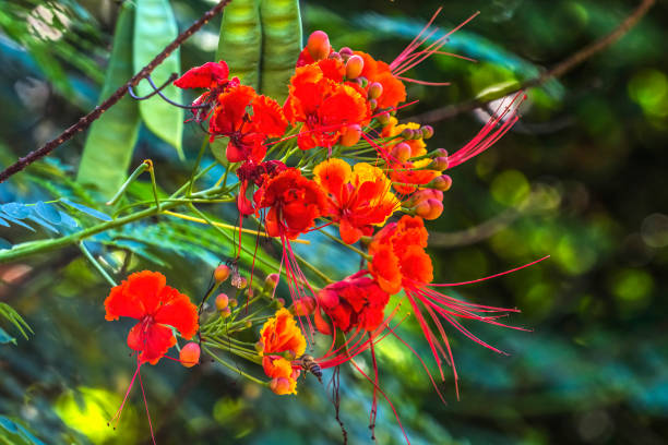 Colorful Red Yellow Poinciana Flowers Waikiki Honolulu Hawaii Colorful Poinciana Peacock Flowers Caesalpinia pulcherrima Waikiki Honolulu Hawaii. In Hawaii Poinciana shrub becomes a tree. pride of barbados flower stock pictures, royalty-free photos & images