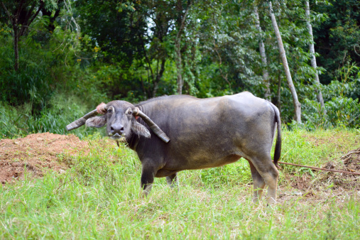 Sri Lankan Buffalo on the field