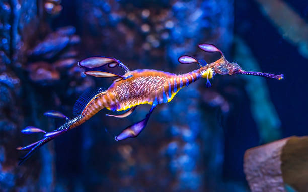 istock Colorful Weedy Seadragon Fish Oahu Hawaii 1577522606