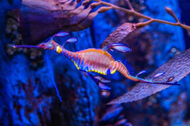 istock Colorful Weedy Seadragon Fish Oahu Hawaii 1577522610