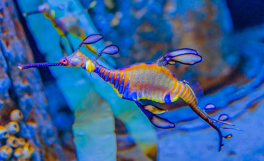 Colorful Blue Yellow Weedy Seadragon Fish Phyllopteryx taeniolatus Waikiki Oahu Hawaii. Throughout Pacific Ocean.