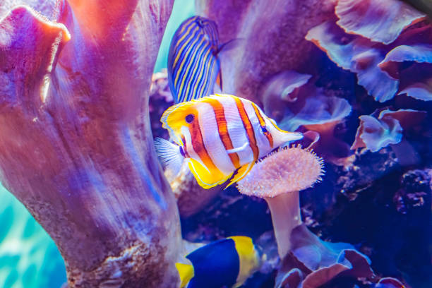 istock Copperband Butterfly Fish Waikiki Oahu Hawaii 1577565696