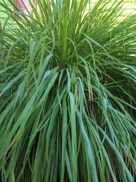 istock Lemon grass or Cymbopogon Citarus 1577576054