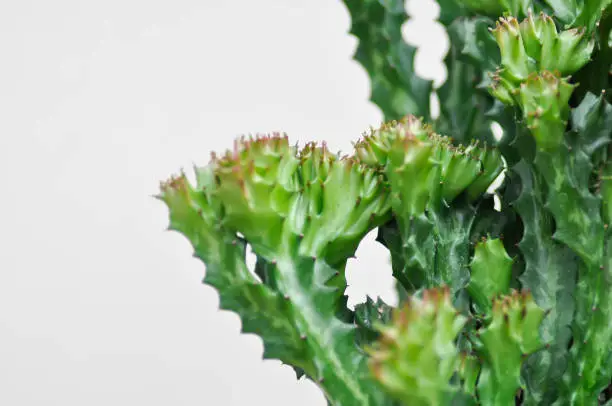 Photo of Euphorbia or Euphorbia mayurnathanii variegated ,Euphorbia lactea or succulent