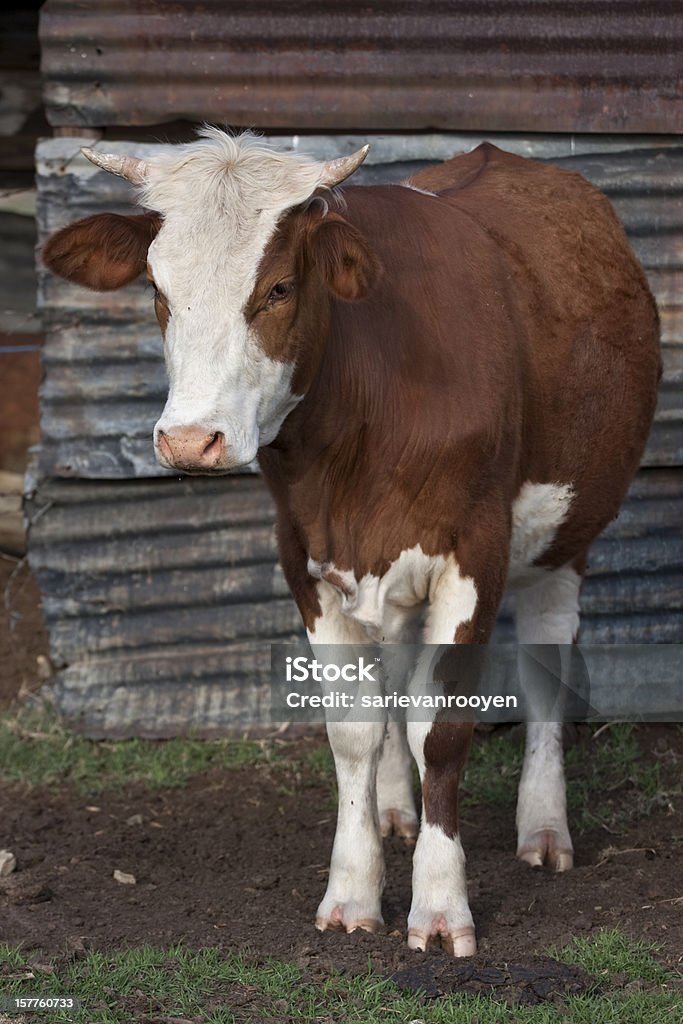 Wellblech shack und junge Kuh - Lizenzfrei Agrarbetrieb Stock-Foto