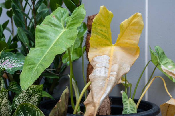 istock Philodendron Paraiso Verde with sunburn damaged. 1577614448