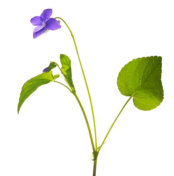 istock wild violet flower isolated on white 157761867