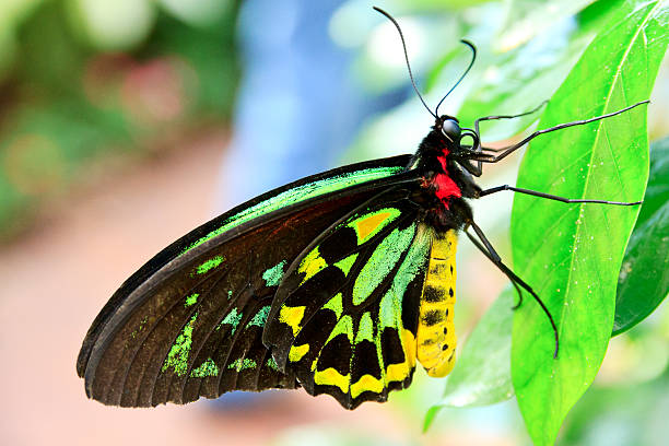 Thailand, Butterfly - Insect, Animal Wing, Costume Wing, Textured
