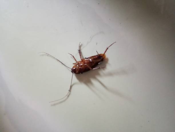 istock dead cockroach on the floor 1577622694
