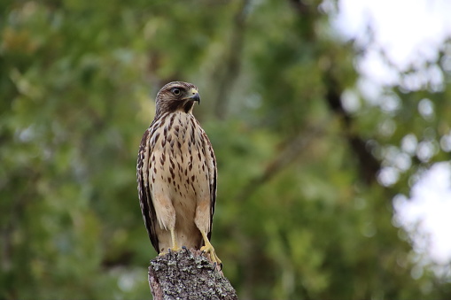 Hawk raptor bird perched on tree branch preparing to take off in flight.