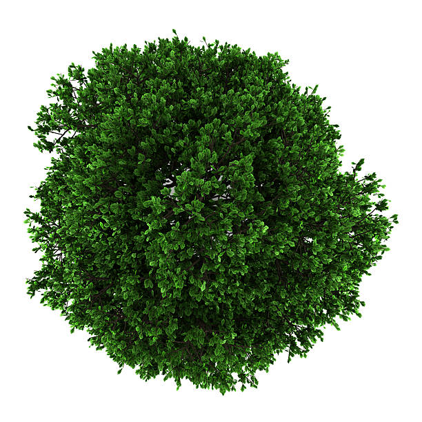 istock top view of pedunculate oak tree isolated on white background 157765574