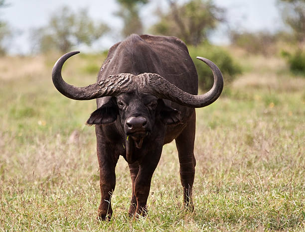 Buffalo bull with huge horns stock photo