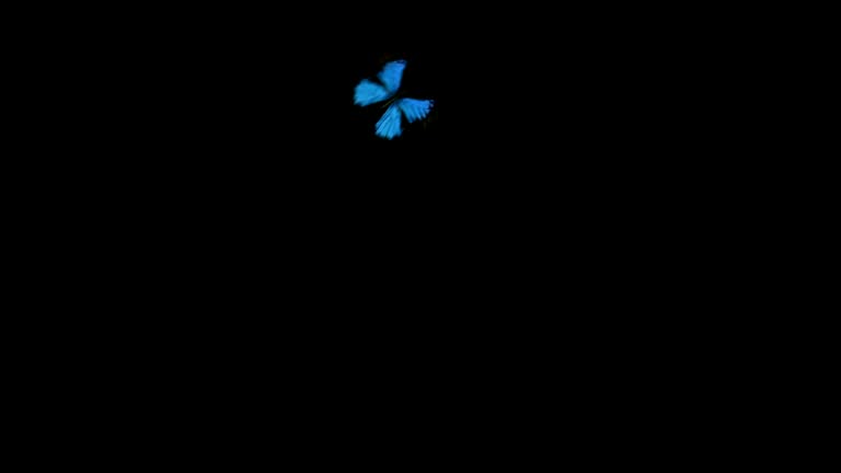 30,505 Butterfly Videos Stock Videos and Royalty-Free Footage - iStock 30,505 Butterfly Videos Stock Videos and Royalty-Free Footage - iStock