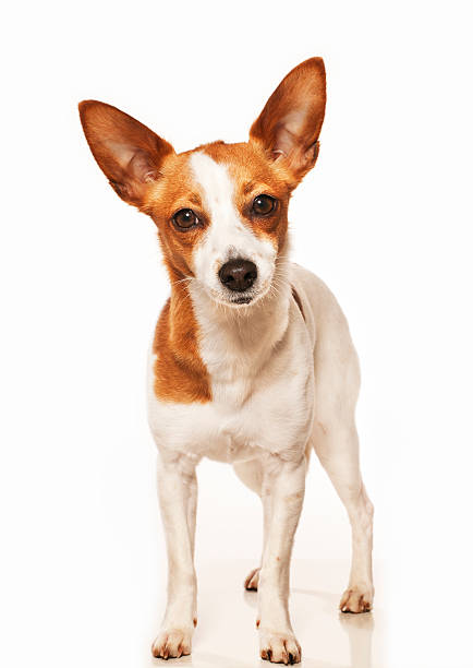 Podengo Portuguese Pequeno - Hunting Dog Cute young Podengo standing. Curiously looking to camera. White Background. hott stock pictures, royalty-free photos & images