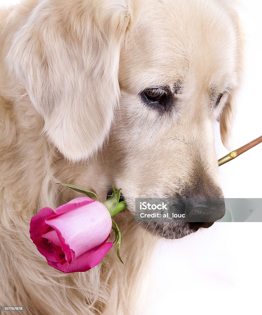 Dog with rose Golden retriever dog with flower Animal Stock Photo