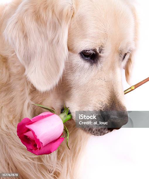 Dog With Rose Stock Photo - Download Image Now - Animal, Cheerful, Cute