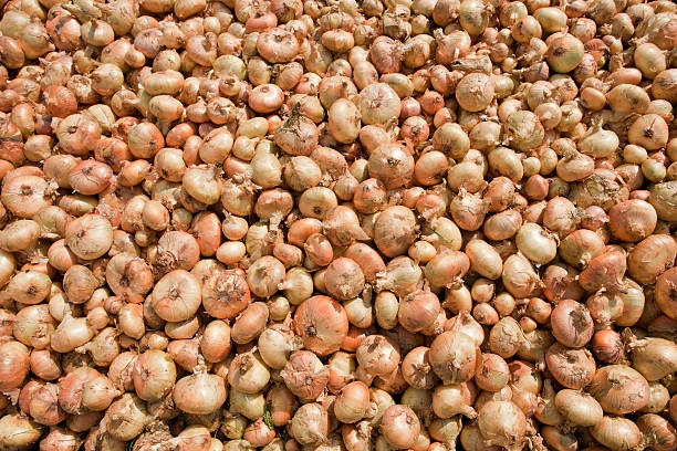 Onions stock photo