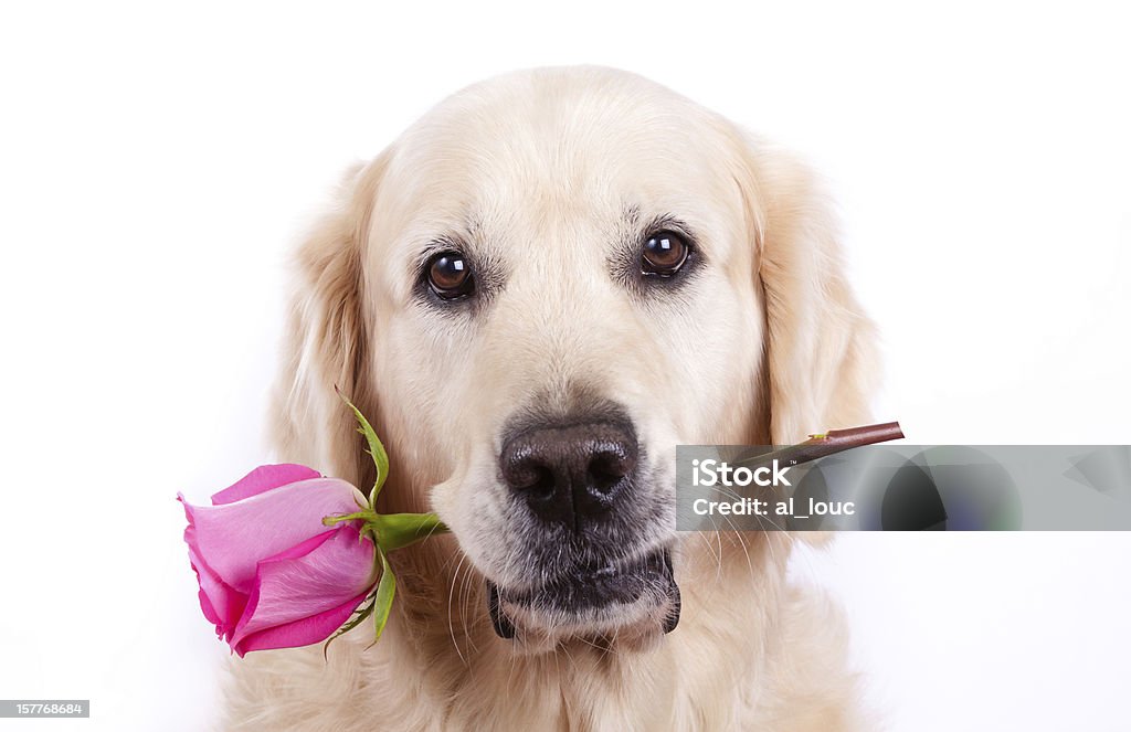 Cão com Rosa - Royalty-free Golden Retriever Foto de stock