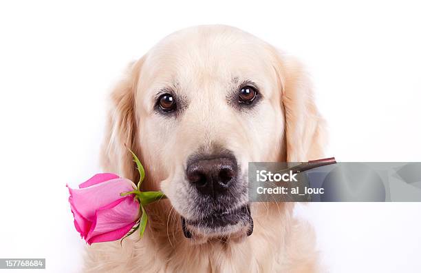 Cão Com Rosa - Fotografias de stock e mais imagens de Golden Retriever - Golden Retriever, Fundo Branco, Cão