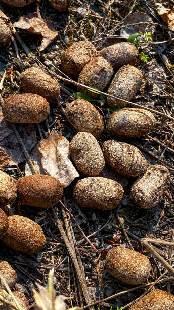 istock Moose droppings on the forest floor 1577688571
