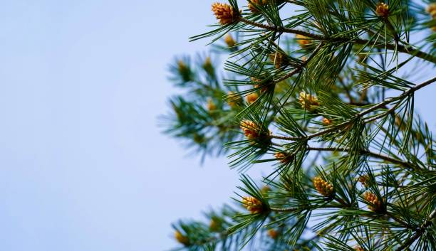 푸른 봄 하늘을 배경으로 한 레이스 바크 소나무 가지에 새로운 원뿔. 선택적 초점. 소나무 가지에 고급스러운 긴 바늘. 디자인을 위한 자연 개념입니다. 텍스처를 배경으로. 복사 수액. - pine branch pine tree pine cone 뉴스 사진 이미지