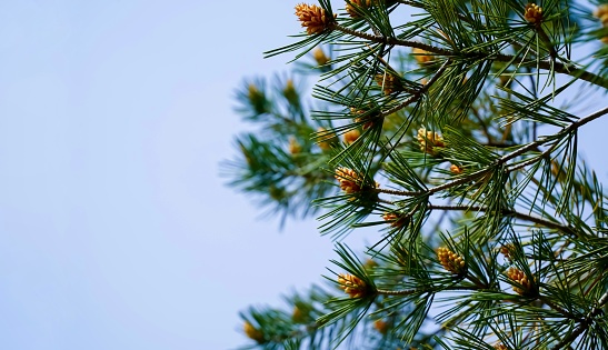 new cones on lacebark pine branch against blue spring sky. Selective focus. Luxurious long needles on pine branch. Nature concept for design. Texture as background. copy sapce.