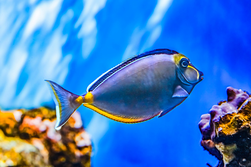 Colorful Naso Tang Tropical Fish Unicornfish Naso lituratus Waikiki Oahu Hawaii.