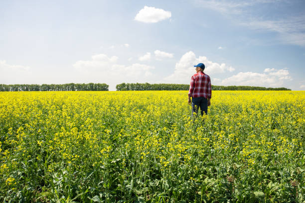 istock farmer standing in rape field examining crop. 1577689356
