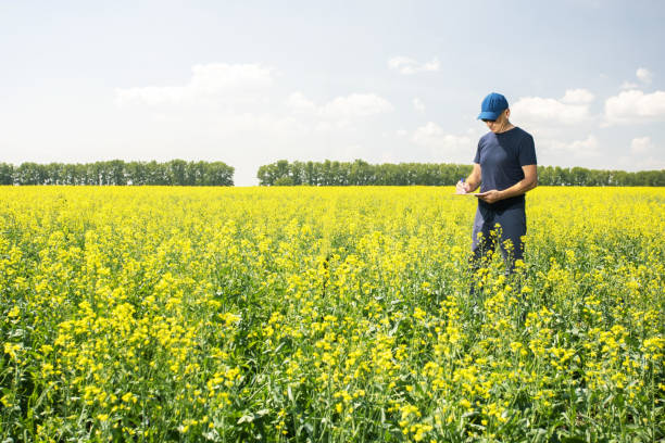 istock Farmer man standing in rape field with folder in hands and examining the progress of crops. 1577689358