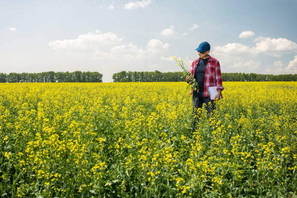 istock Man examining blooming.  Agribusiness, man controlled his field. Place for text. 1577689359