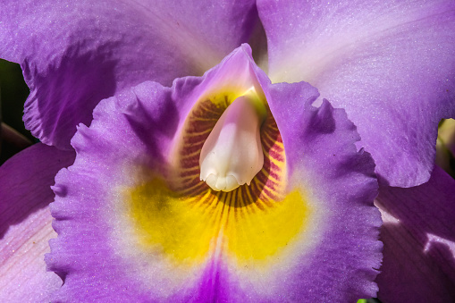 Colorful Purple Yellow Cattleya Terrestrial Orchid Flower Honolulu Hawaii