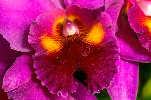 Colorful Purple Yellow Pink Cattleya Terrestrial Orchid Flower Honolulu Hawaii