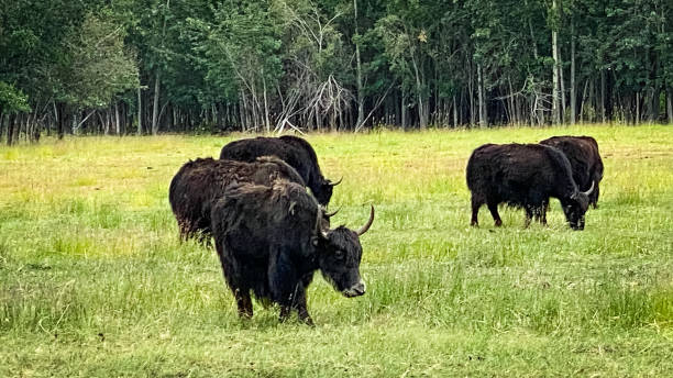 istock Musk ox grazing in a meadow in Alaska 1577690613
